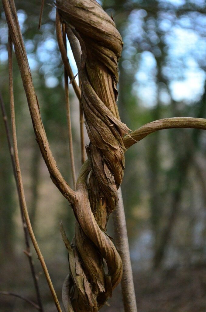 liane, climber plant, strand